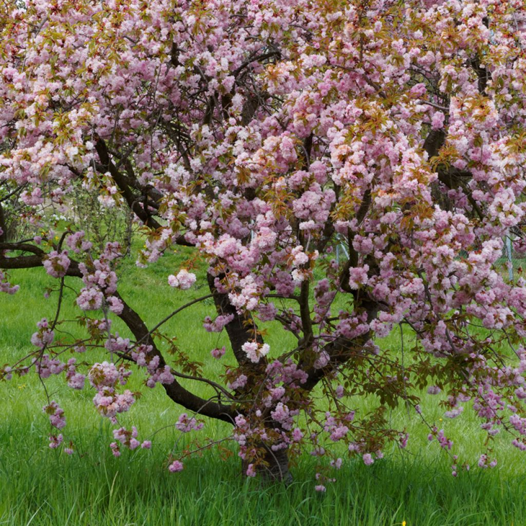 Cerisier du Japon - Prunus serrulata Royal Burgundy