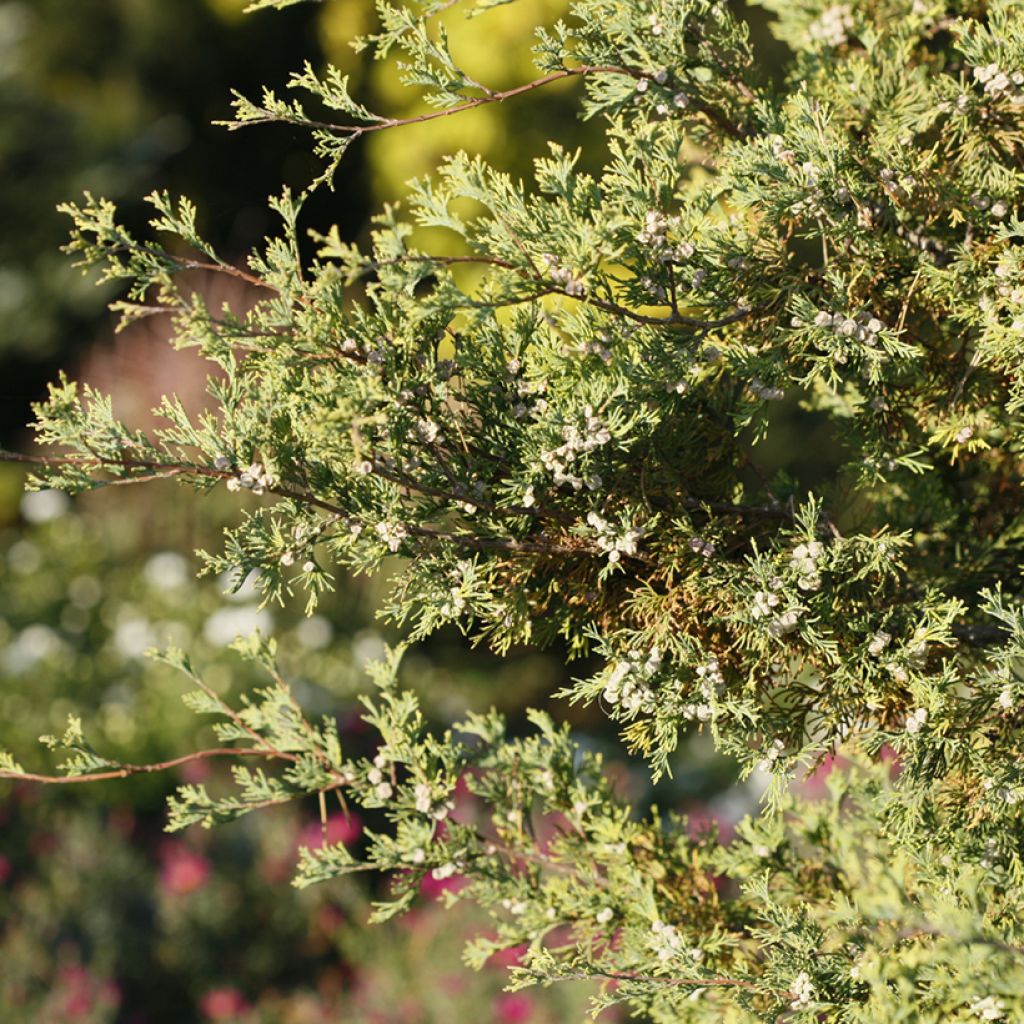 Cyprès blanc de l'Atlantique Andelyensis - Chamaecyparis thyoides