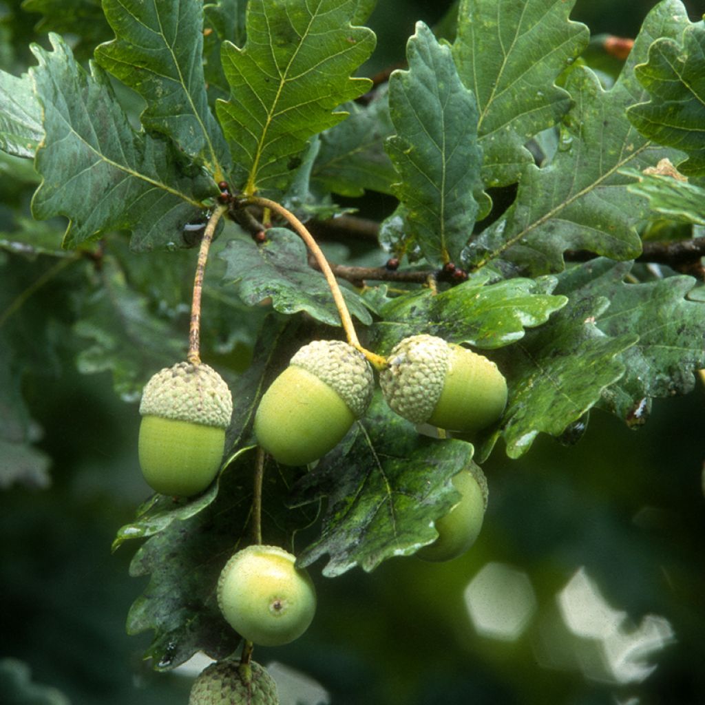 Chêne pédonculé - Quercus robur