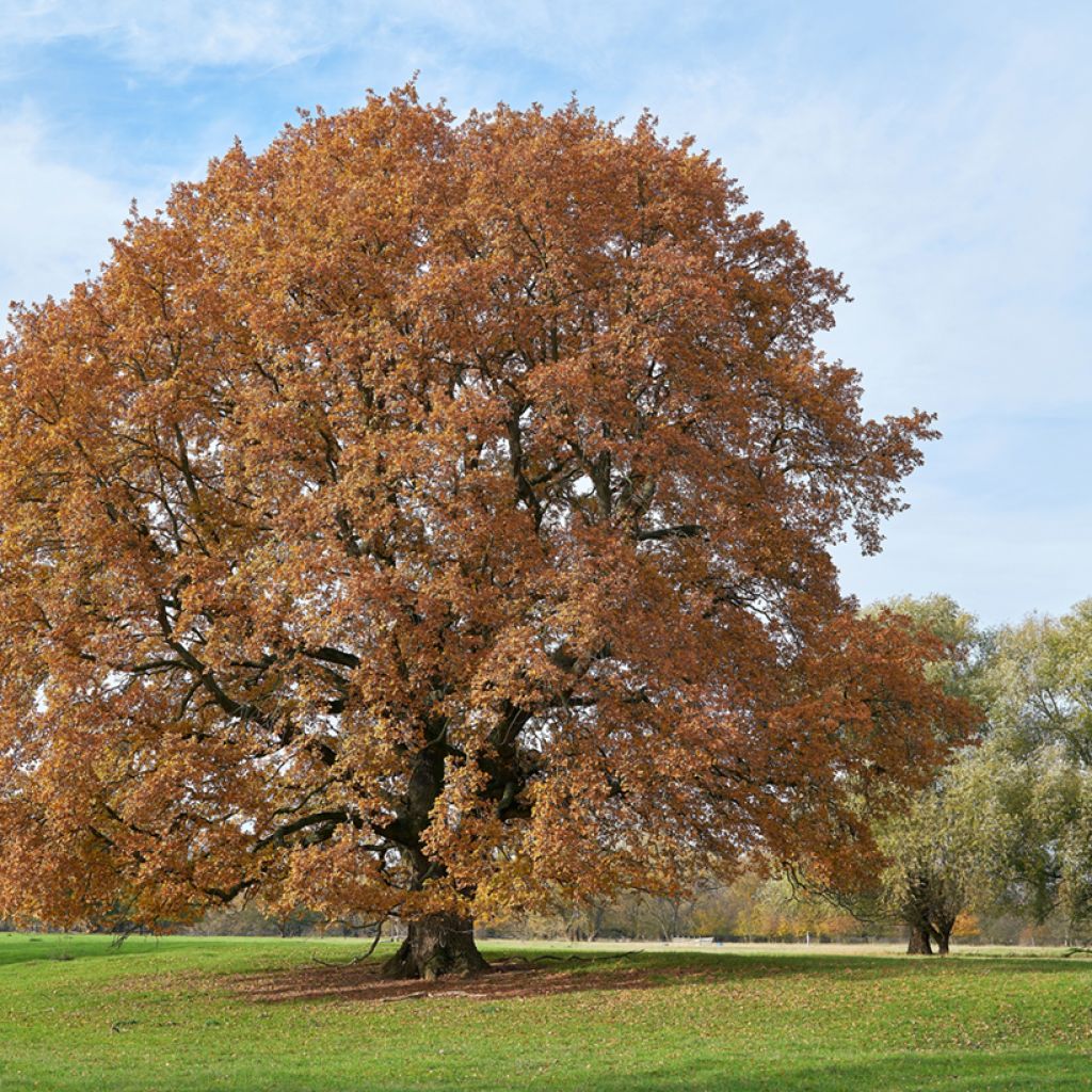 Chêne pédonculé - Quercus robur