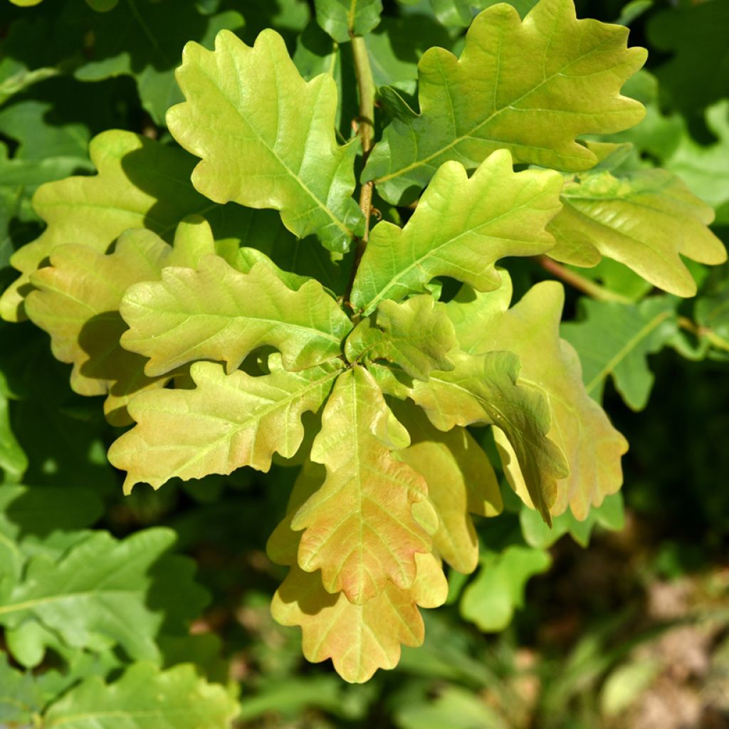 Chêne pédonculé - Quercus robur