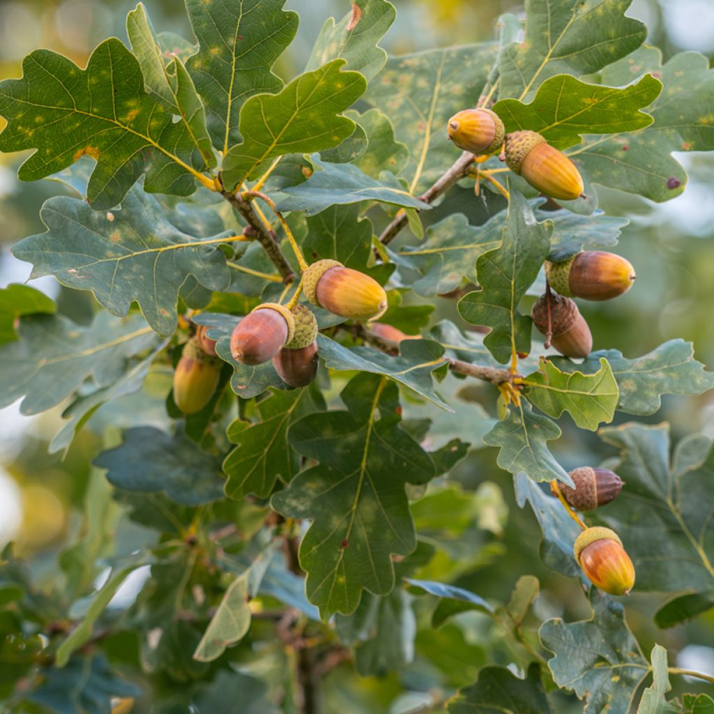 Chêne pédonculé - Quercus robur