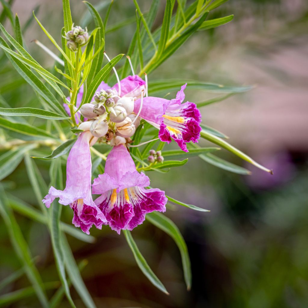 Chilopsis linearis - Saule du désert