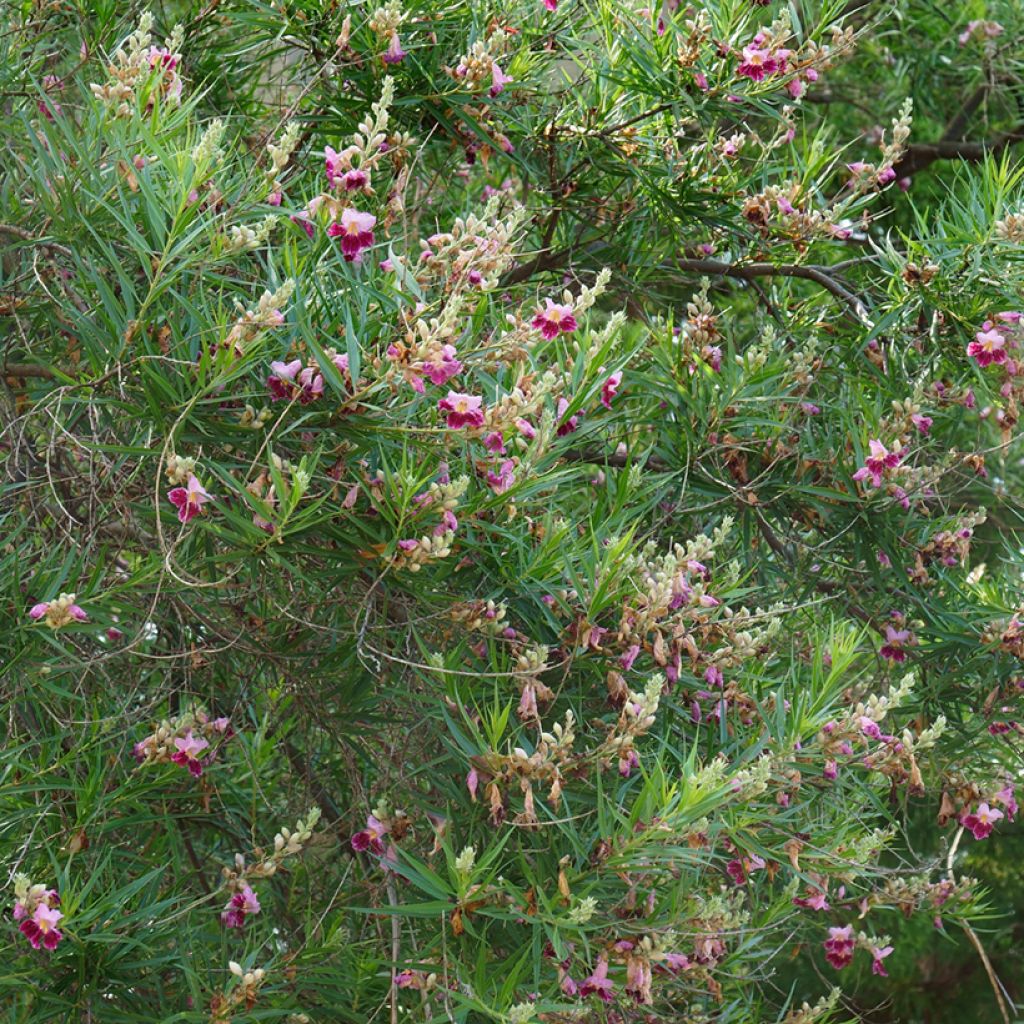 Chilopsis linearis - Saule du désert