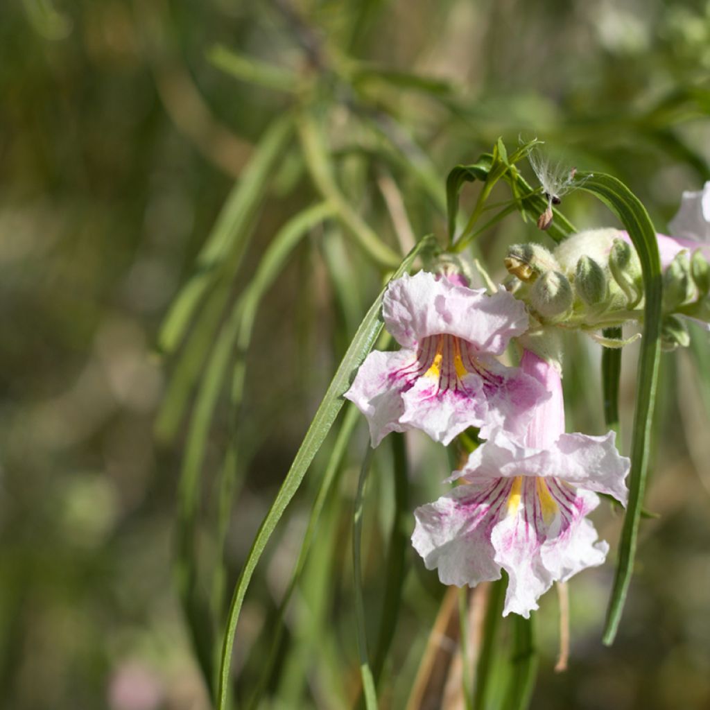 Chilopsis linearis - Saule du désert