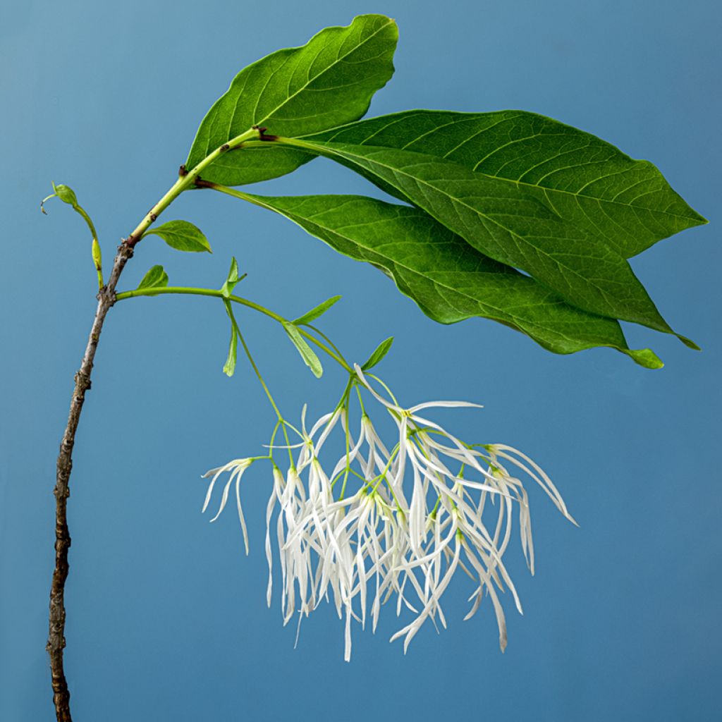 Chionanthus virginicus - Arbre de neige