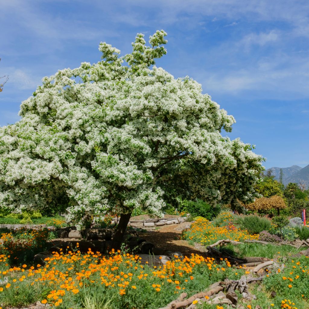 Chionanthus virginicus - Arbre de neige