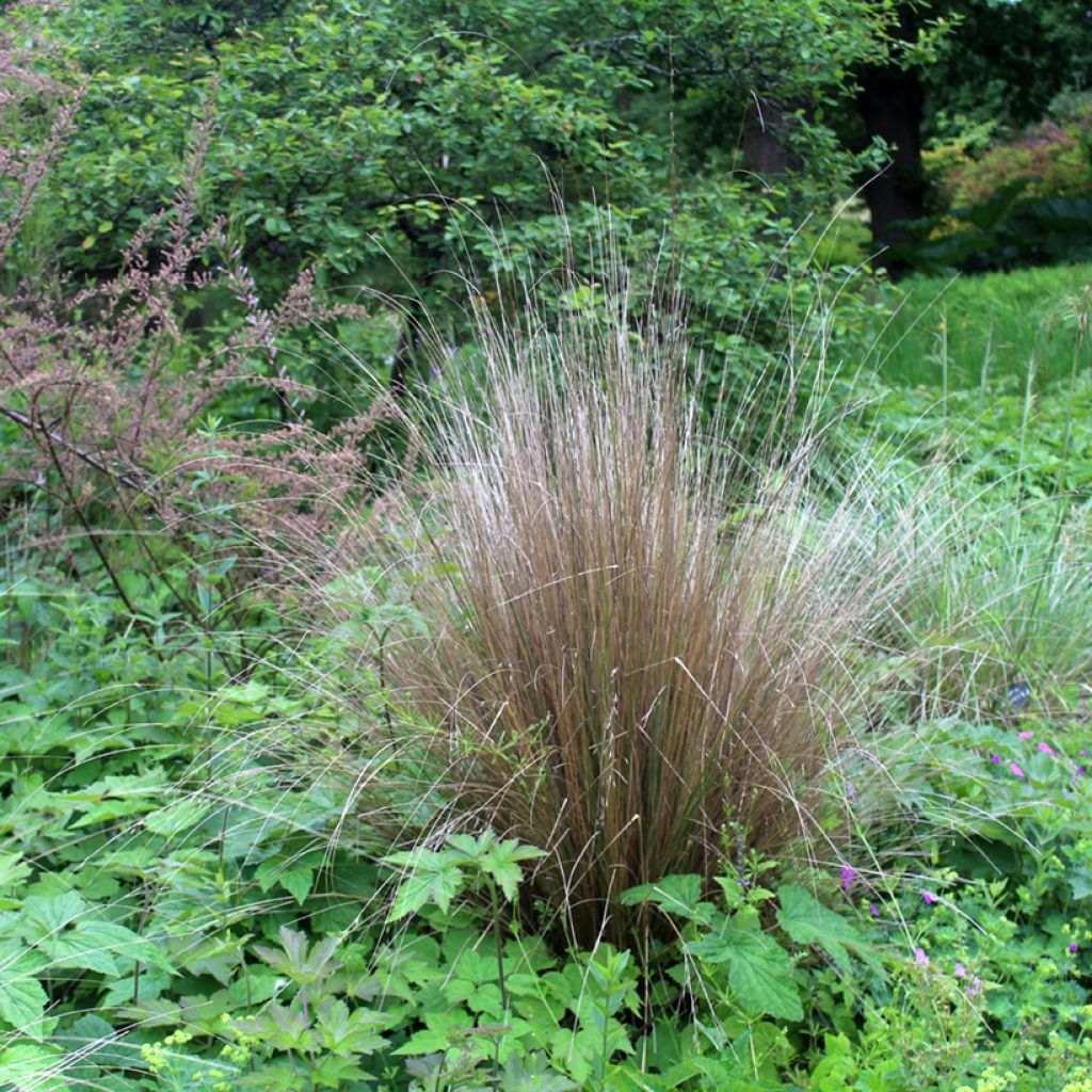 Chionochloa rubra