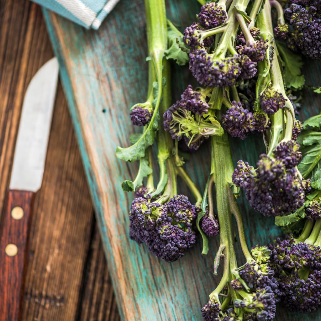 Chou Brocoli Early Purple Sprouting Bio