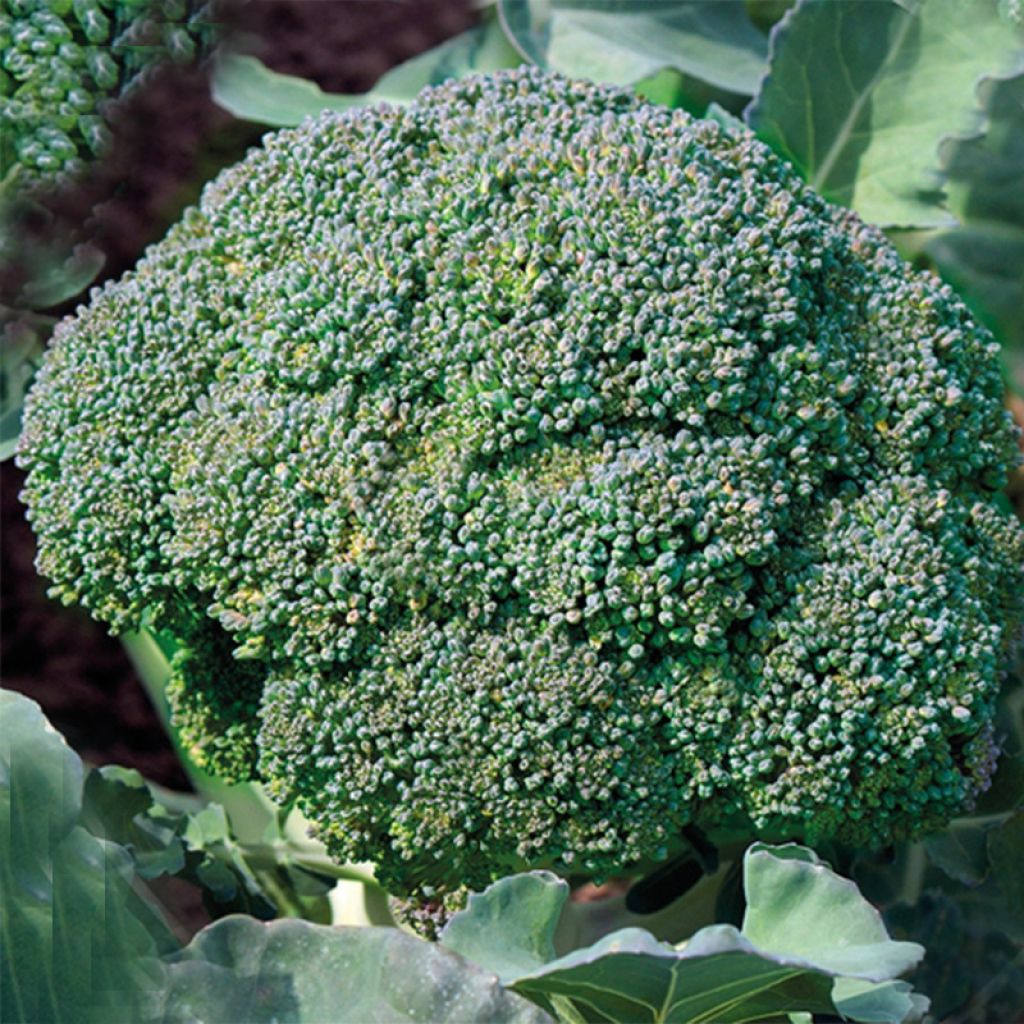 Chou Brocoli Verdia F1