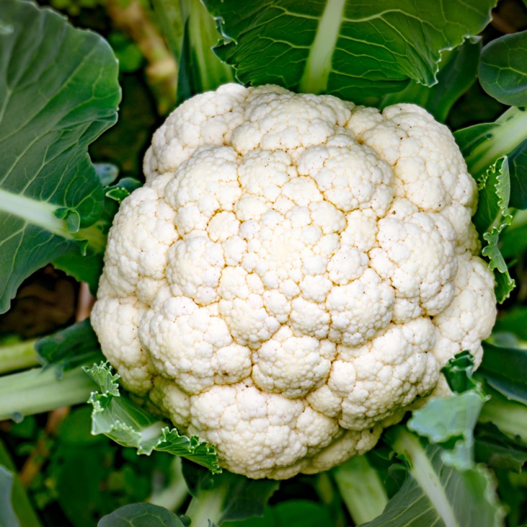 Chou-Fleur Early Snowball NT - Ferme de Sainte Marthe