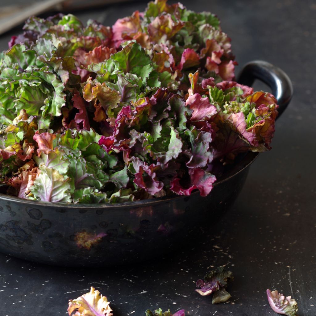 Chou Flower Sprout - Kalettes Garden Mix