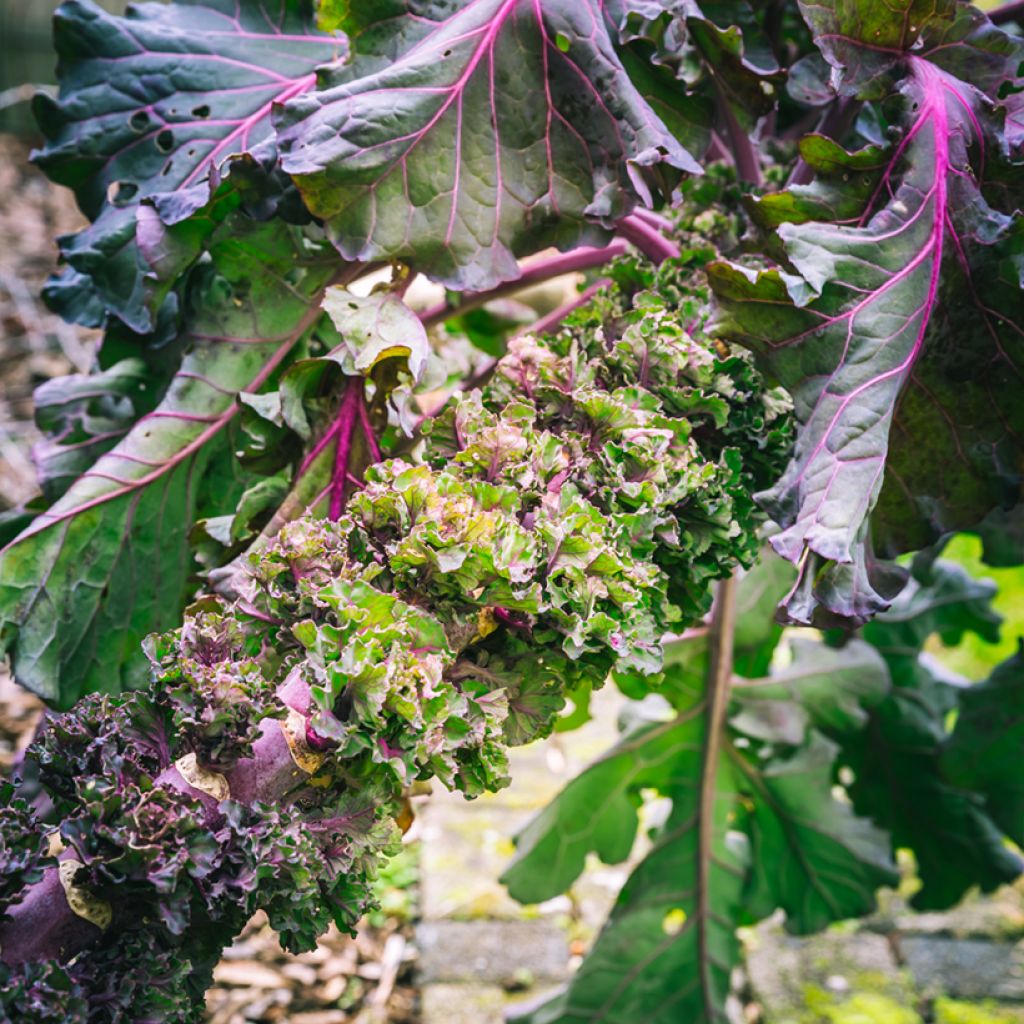 Chou Flower Sprout - Kalettes Garden Mix