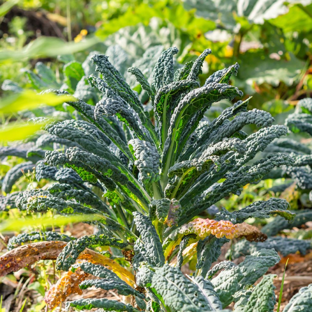 Chou Kale Nero di Toscana Bio