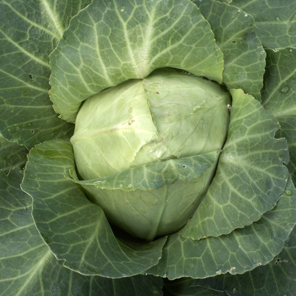 Chou cabus Cœur de Boeuf des Vertus Bio - Ferme de Ste Marthe