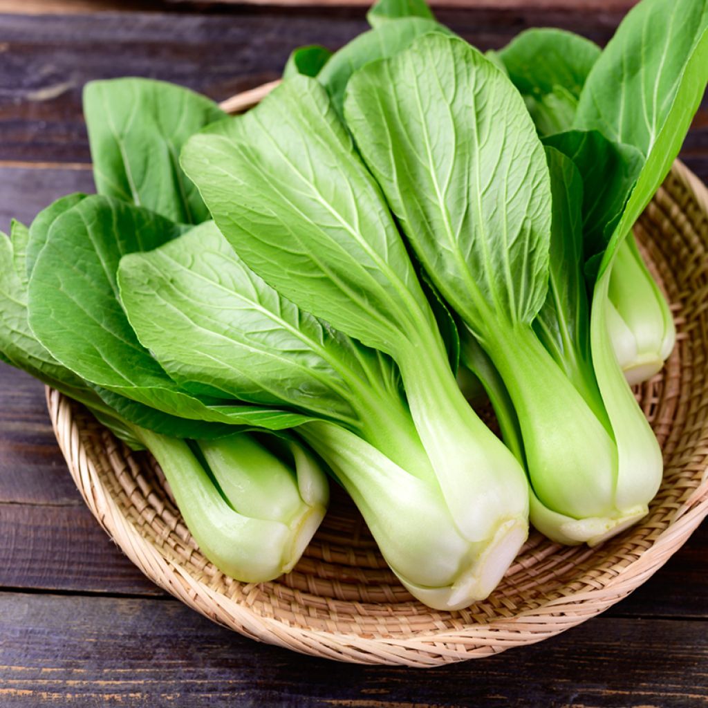 Chou de Chine Pak Choi Green Fortune F1 - Brassica campestris