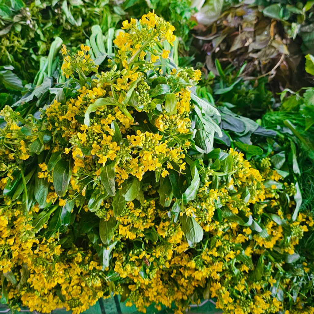 Chou de Chine Tsai Shim - Chou-fleur bouquet