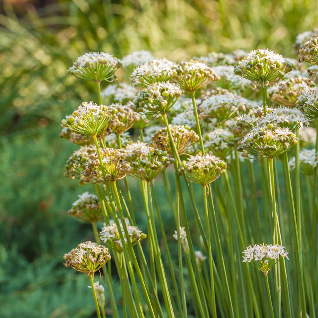 Ail odorant - Allium ramosum