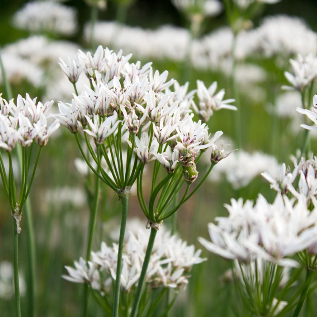 Ail odorant - Allium ramosum