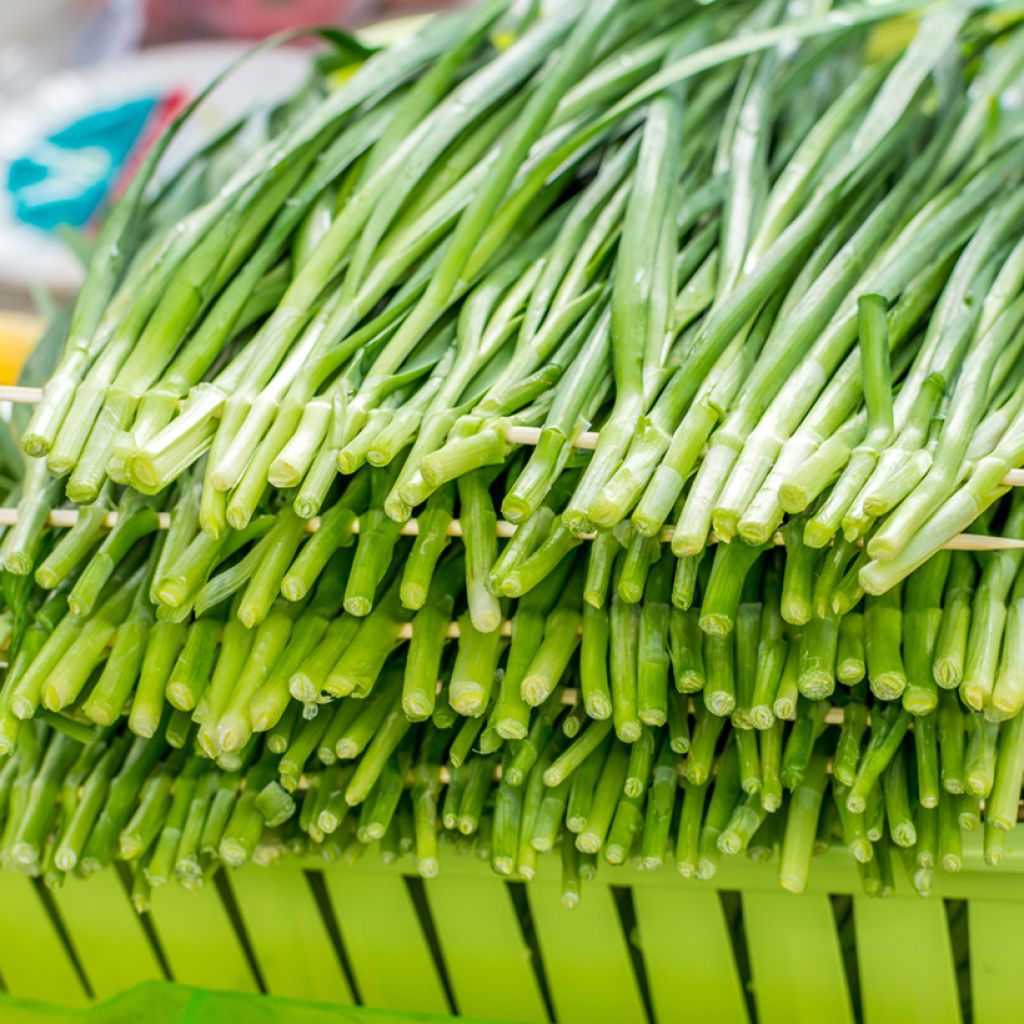 Ciboulette de Chine BIO