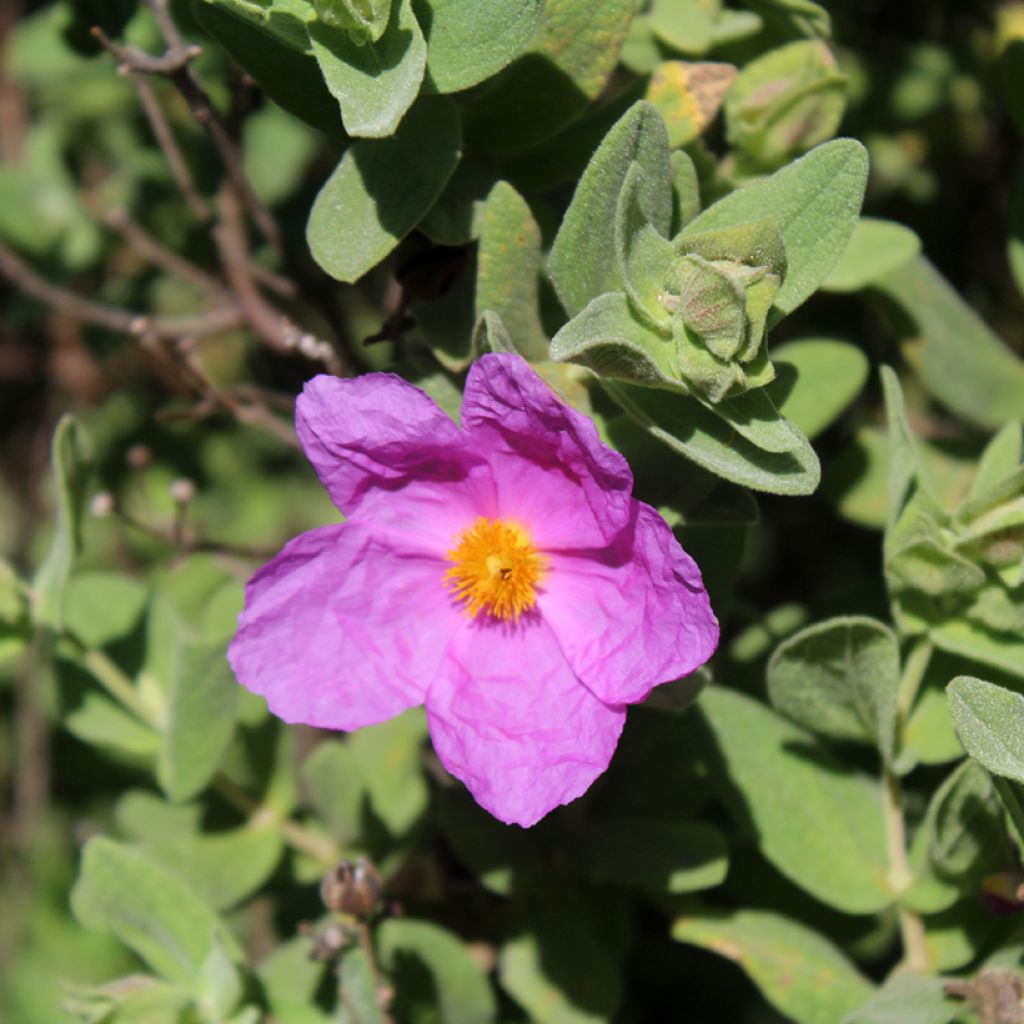 Cistus albidus - Ciste cotonneux