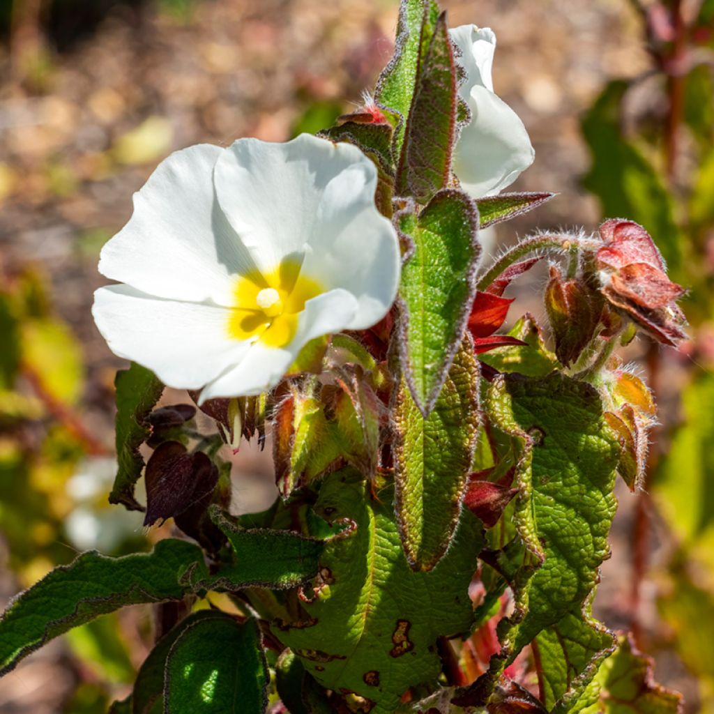 Cistus populifolius - Ciste à feuilles de peuplier