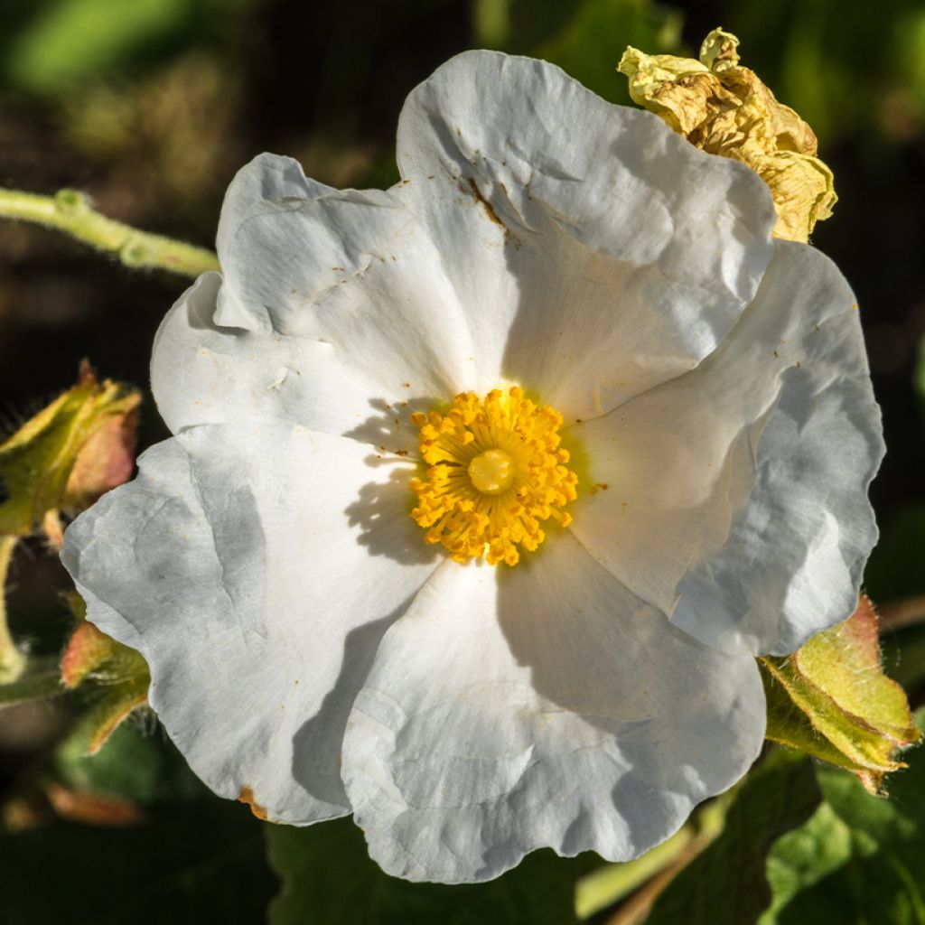 Cistus populifolius - Ciste à feuilles de peuplier