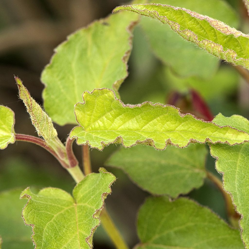 Cistus populifolius - Ciste à feuilles de peuplier