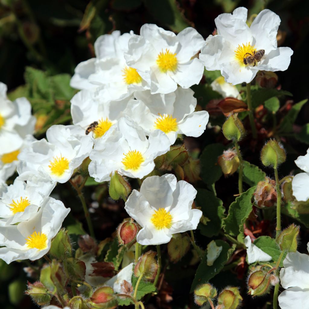 Cistus populifolius - Ciste à feuilles de peuplier