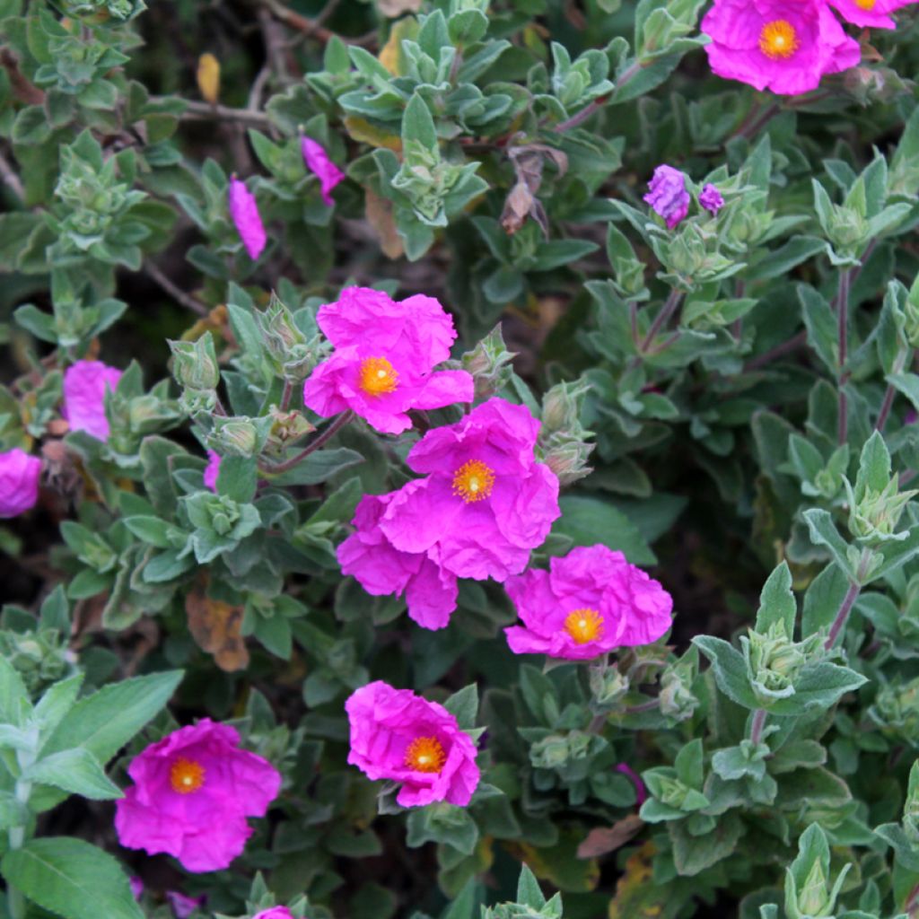 Cistus pulverulentus - Ciste pulvérulent