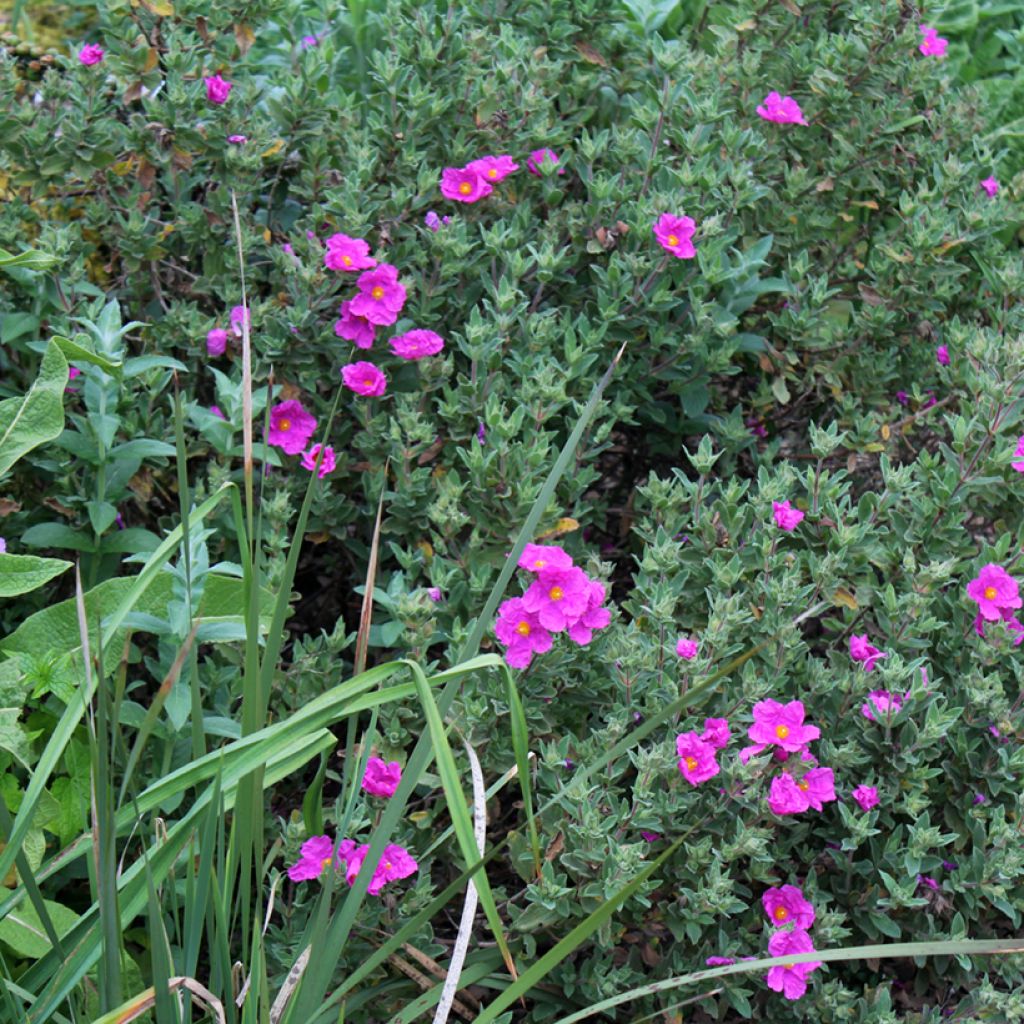 Cistus pulverulentus - Ciste pulvérulent