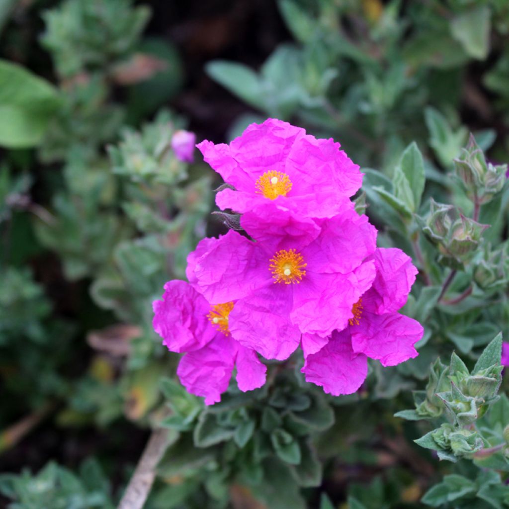 Cistus pulverulentus - Ciste pulvérulent