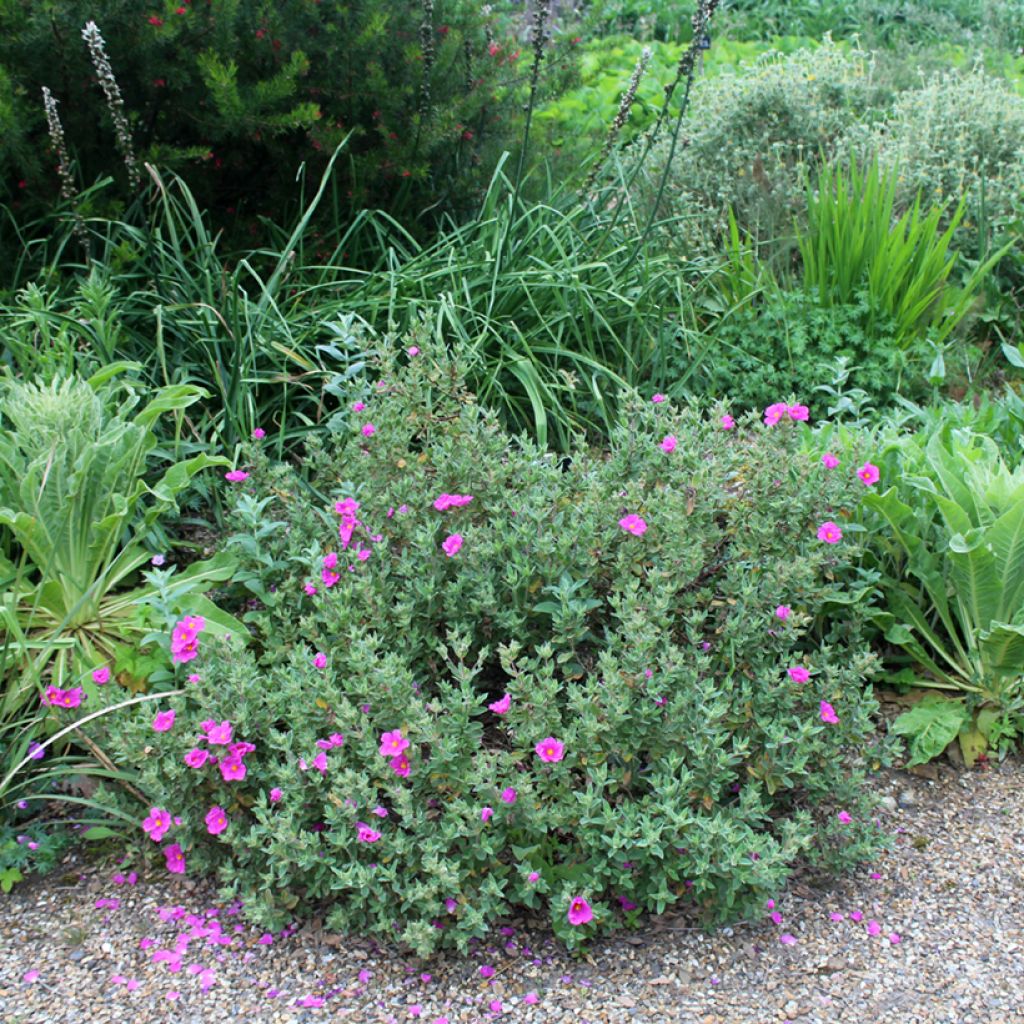 Cistus pulverulentus - Ciste pulvérulent