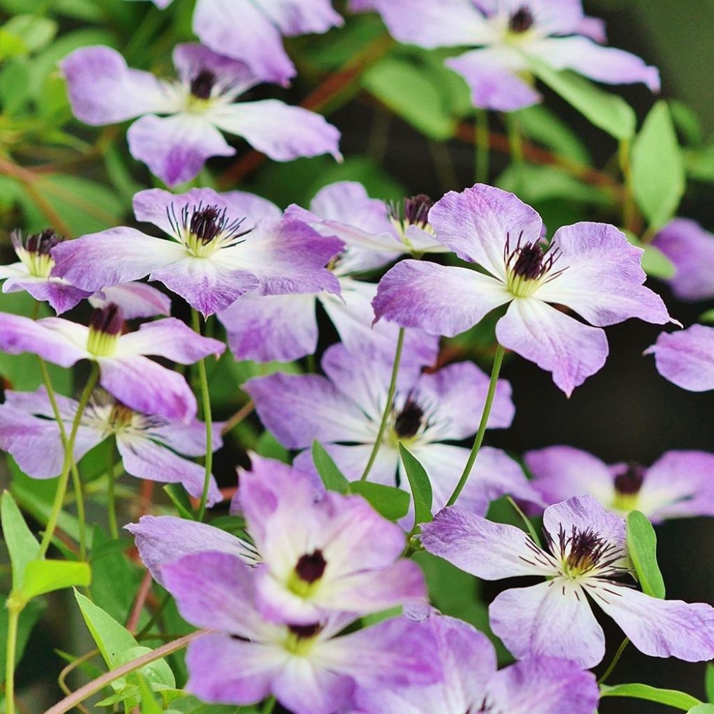 Clématite - Clematis Cloudburst®