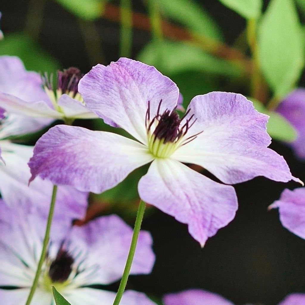 Clématite - Clematis Cloudburst®