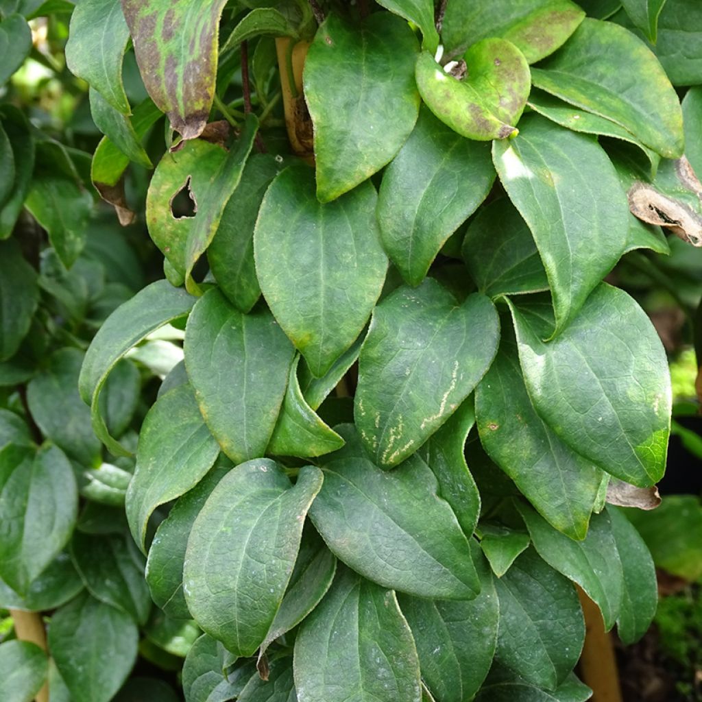 Clématite - Clematis Baby Star