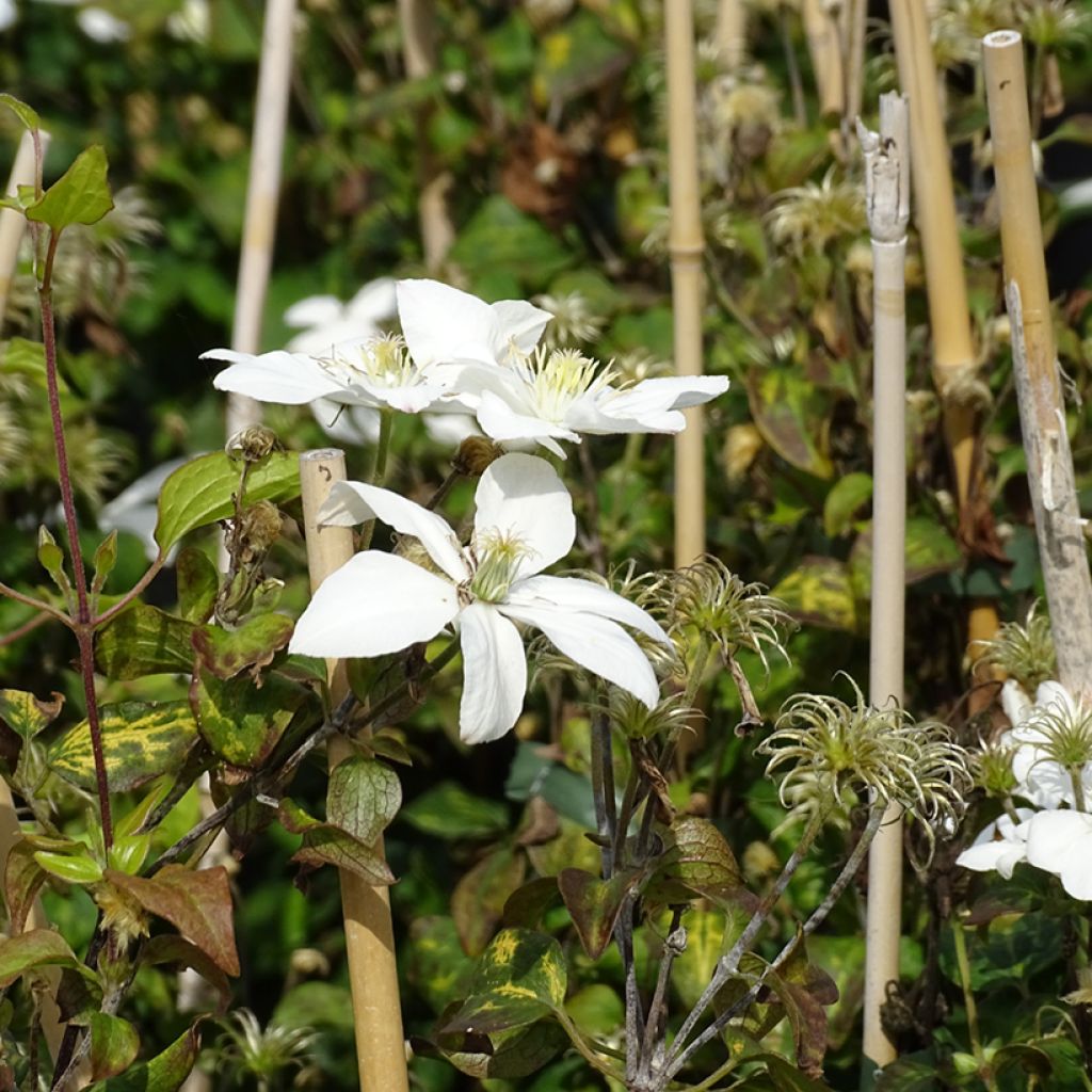 Clématite - Clematis Baby Star