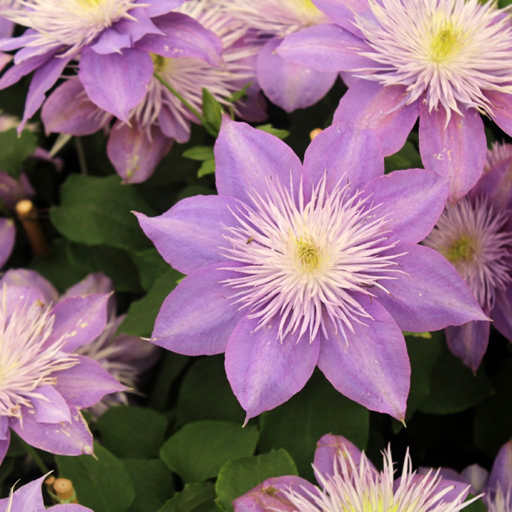 Clématite - Clematis Crystal Fountain