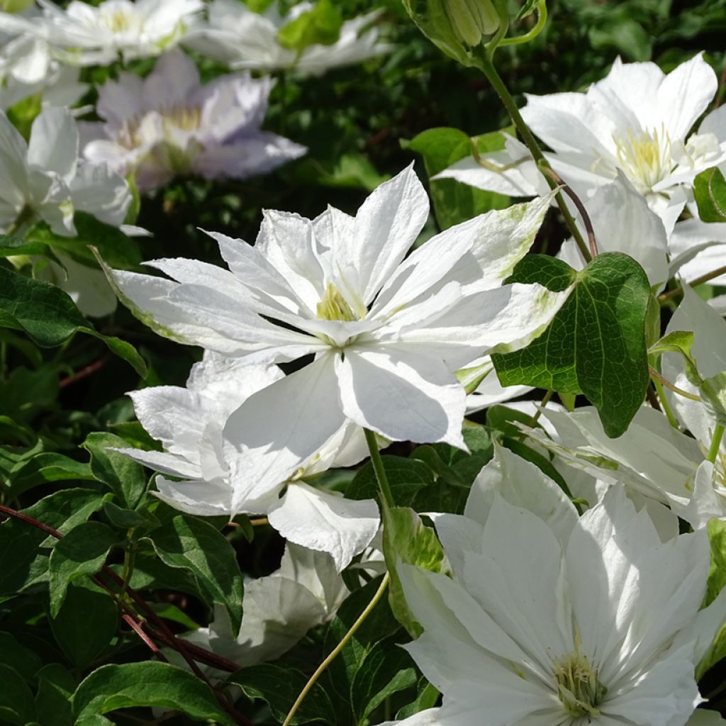 Clématite - Clematis Dancing Dorien®  Zodado