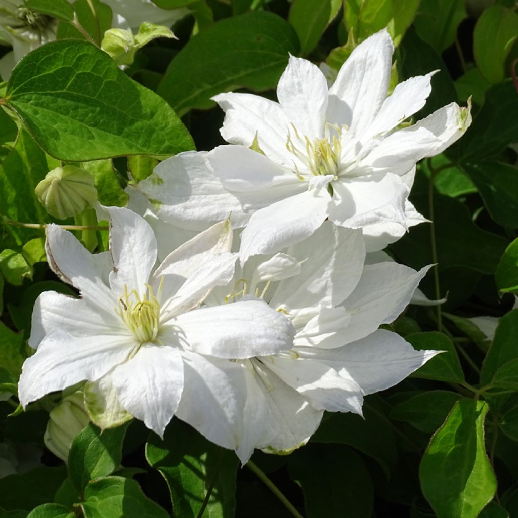 Clématite - Clematis Dancing Dorien®  Zodado