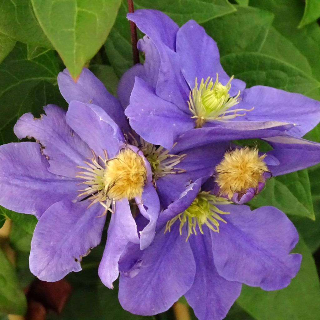 Clématite - Clematis Fuji Musume