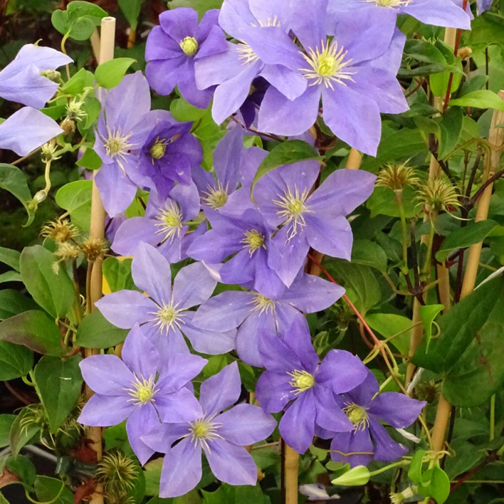 Clématite - Clematis Fuji Musume