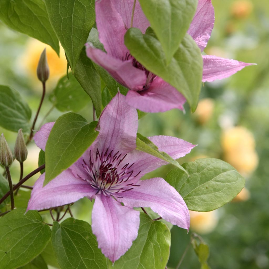 Clématite - Clematis Hagley hybride