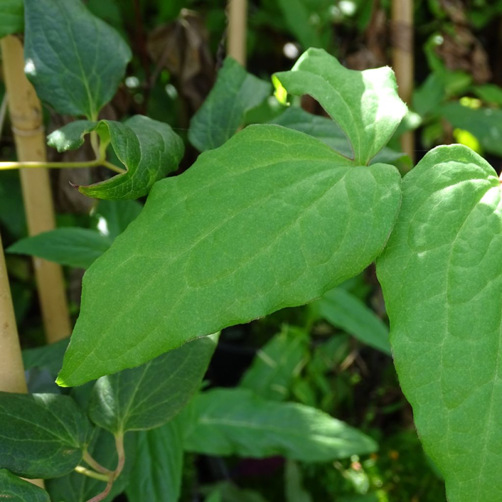 Clématite - Clematis Niobe