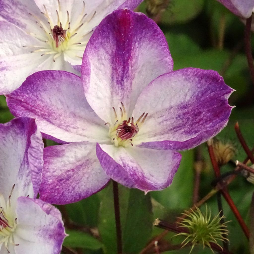 Clématite -Clematis Pernille