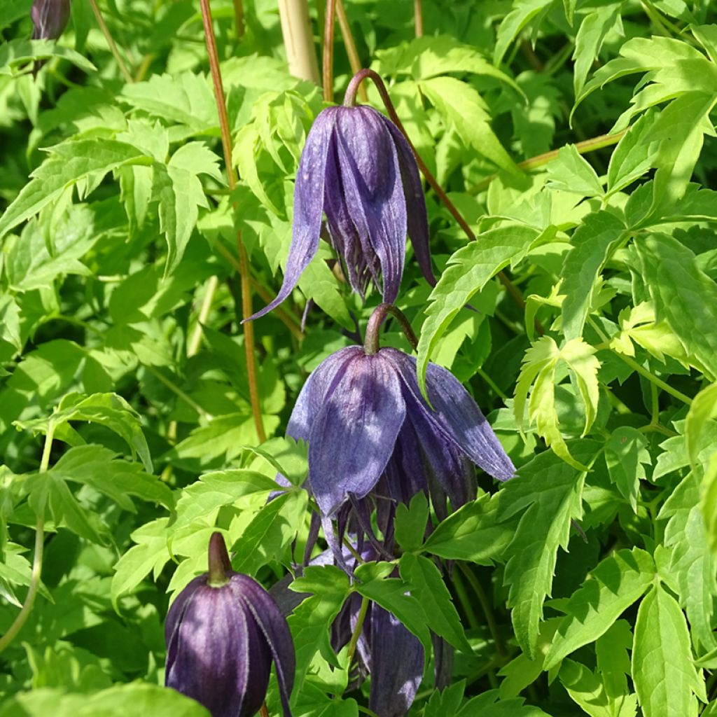 Clématite - Clematis Spiky