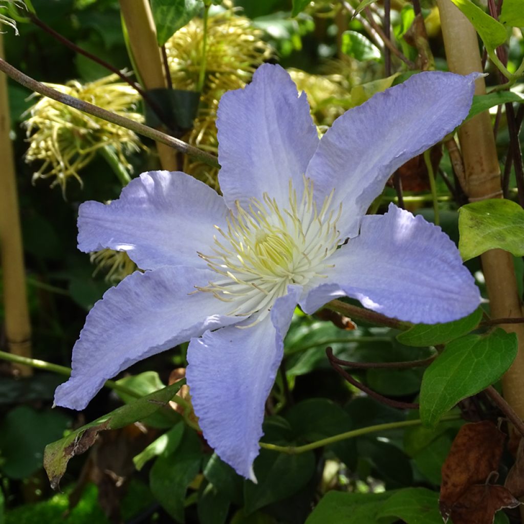 Clématite - Clematis patens Spotlight