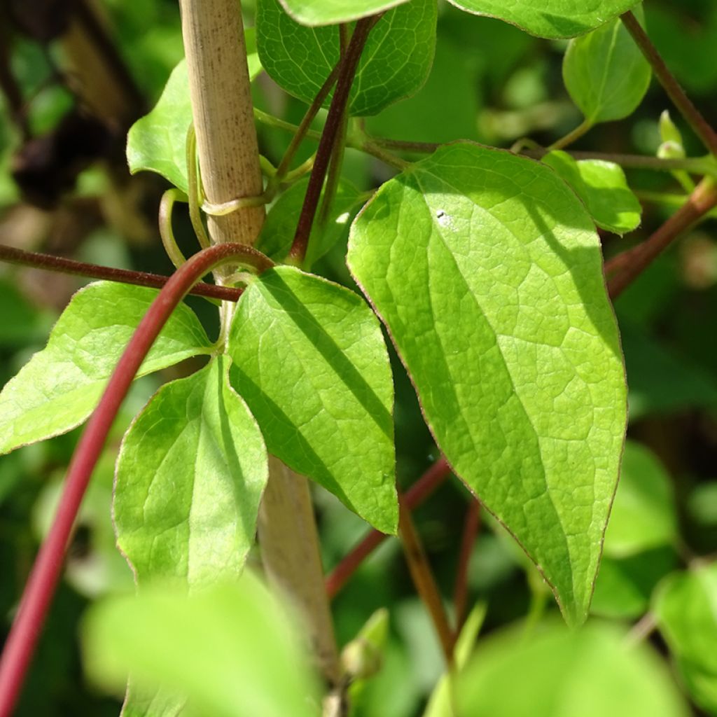 Clématite - Clematis texensis Princess Kate