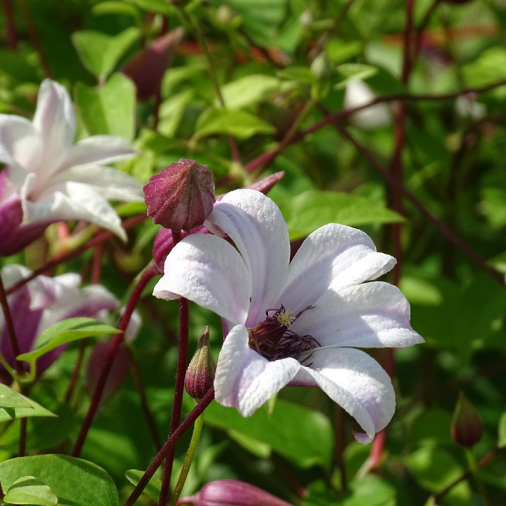 Clématite - Clematis texensis Princess Kate