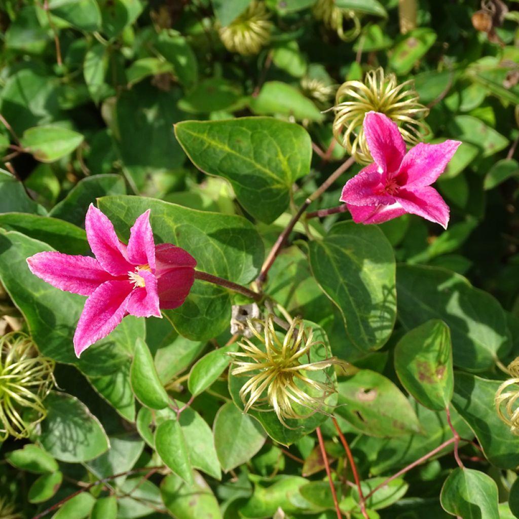 Clématite - Clematis texensis Princesse Diana